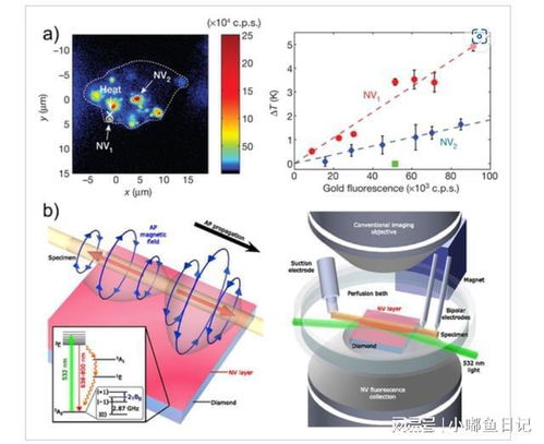 量子信息技术与生物技术的融合 开启生命科学新纪元